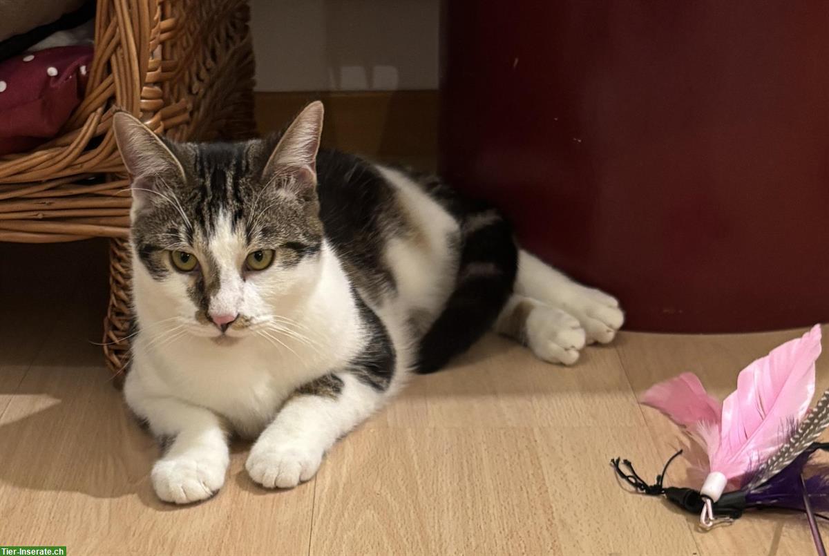 Bild 2: Lieber schüchterner Kater sucht Zuhause mit Katzengspändli
