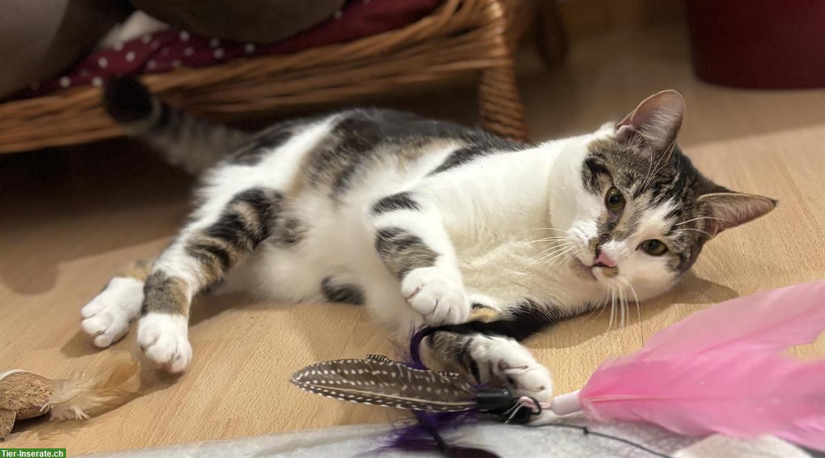 Bild 3: Lieber schüchterner Kater sucht Zuhause mit Katzengspändli