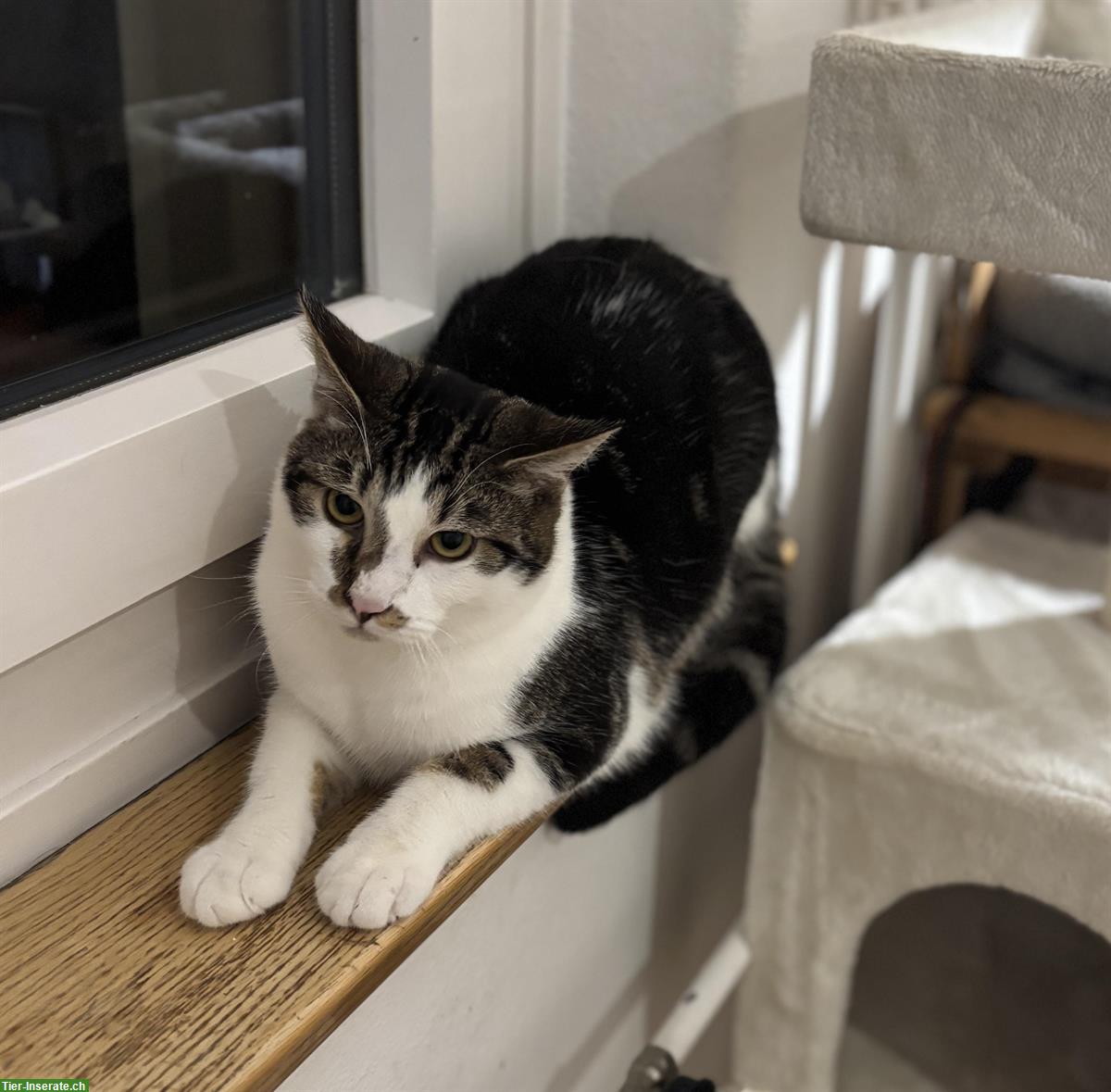 Bild 5: Lieber schüchterner Kater sucht Zuhause mit Katzengspändli