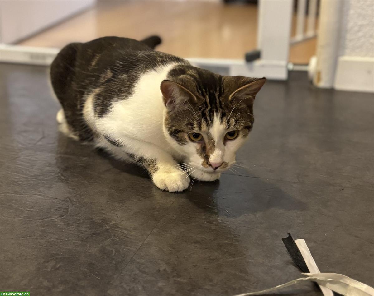 Bild 6: Lieber schüchterner Kater sucht Zuhause mit Katzengspändli