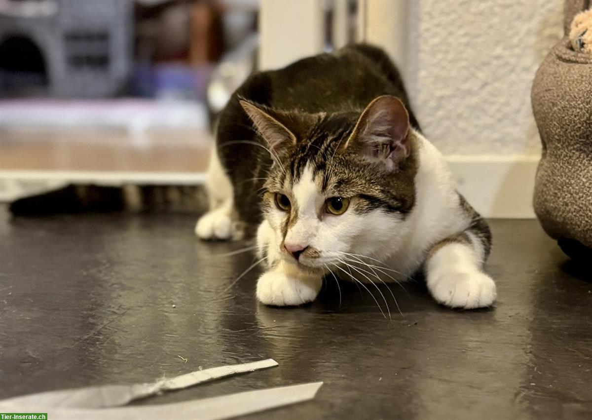 Bild 7: Lieber schüchterner Kater sucht Zuhause mit Katzengspändli