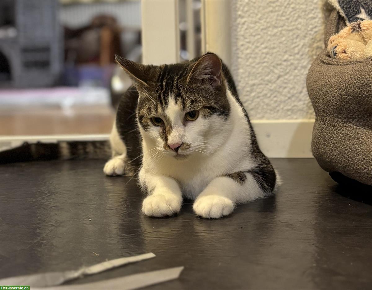 Bild 8: Lieber schüchterner Kater sucht Zuhause mit Katzengspändli