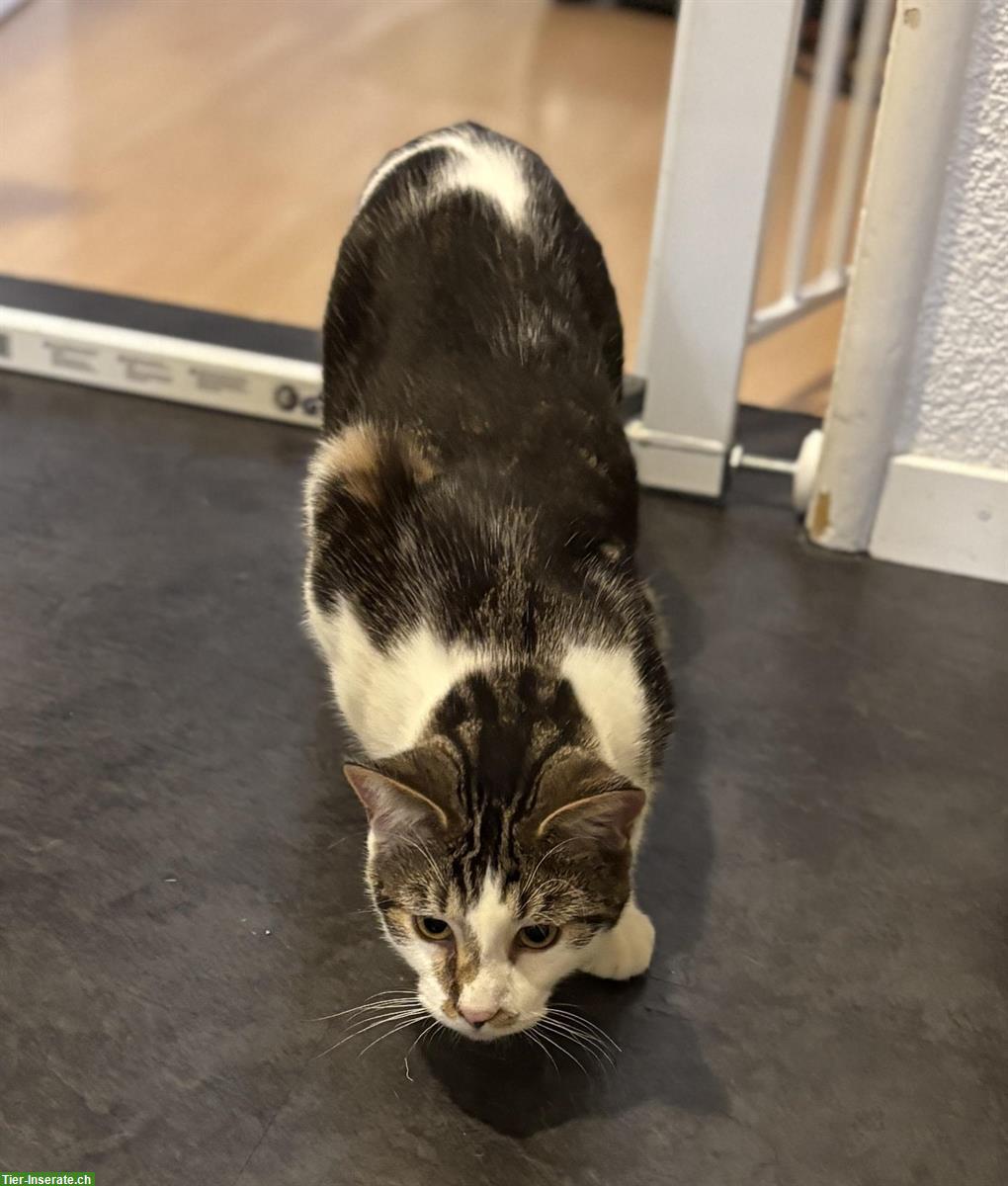 Bild 9: Lieber schüchterner Kater sucht Zuhause mit Katzengspändli