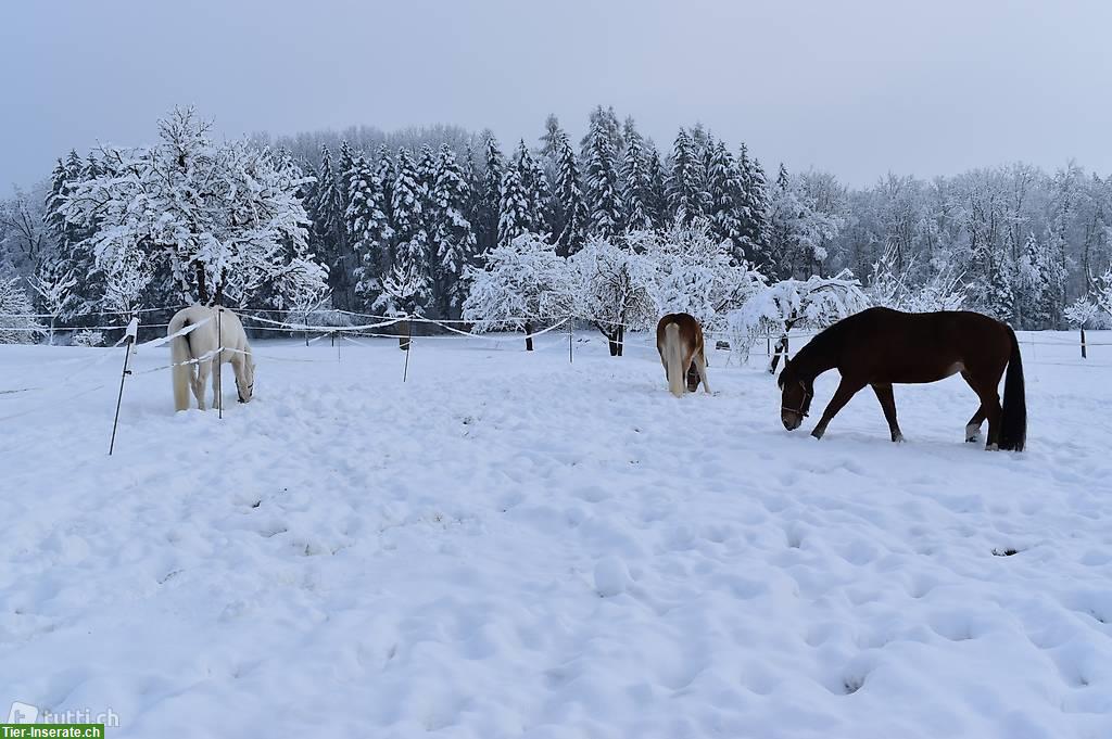 Bild 2: Freier Platz in Einzel-Pferdeauslaufbox in Sempach LU