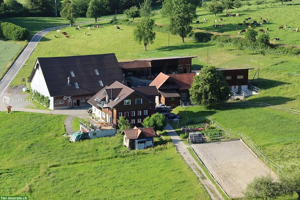 Bild 3: Freier Platz in Einzel-Pferdeauslaufbox in Sempach LU