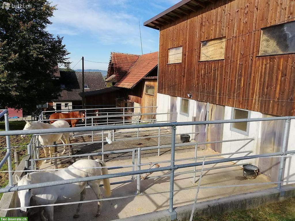 Bild 4: Freier Platz in Einzel-Pferdeauslaufbox in Sempach LU