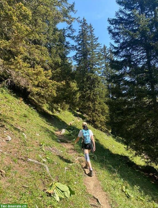 Biete liebevolle Hundespaziergänge an mit viel ❤️, Basel/Land