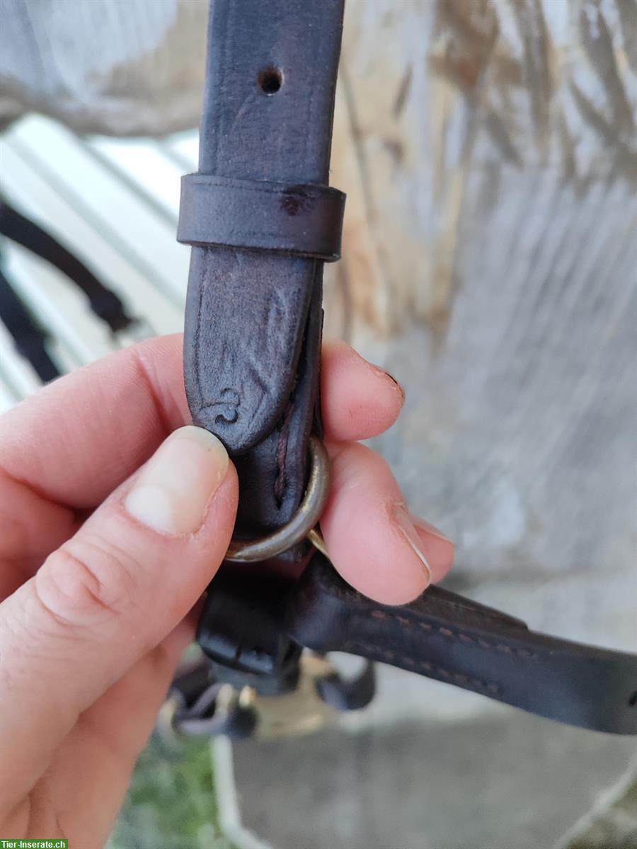 Bild 6: Multi-Cavecon / Kappzaum La Selle Gr. VB/WB zu verkaufen