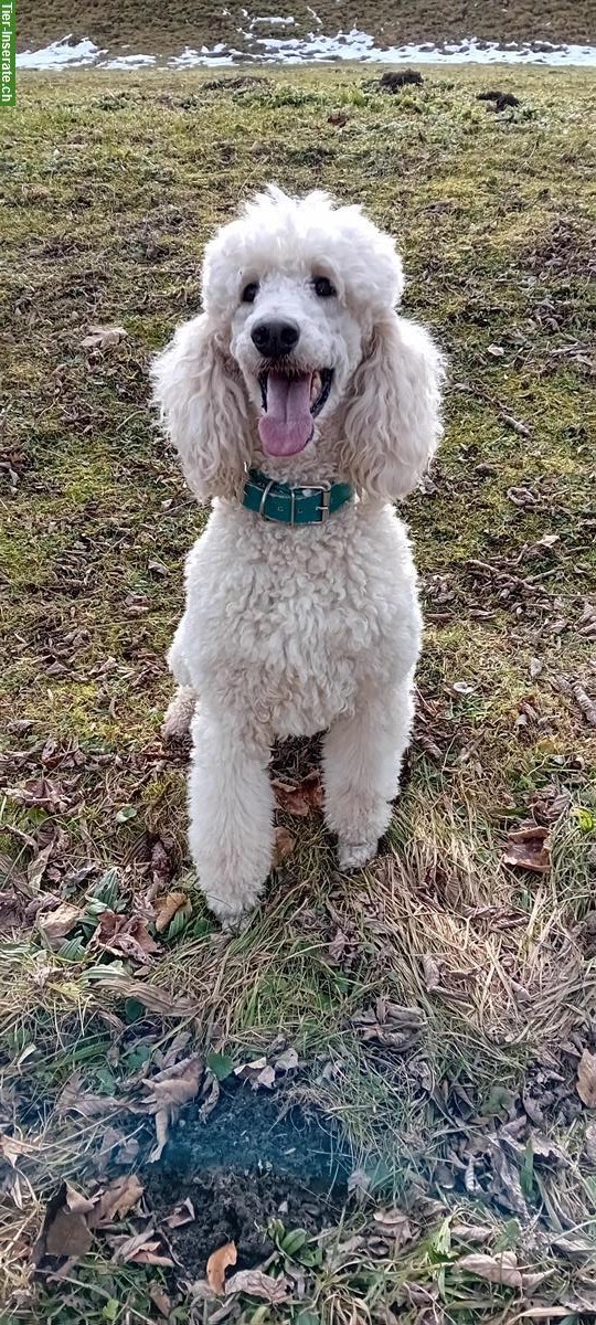 Wunderschöner Königspudel Deckrüde, kein Verkauf!