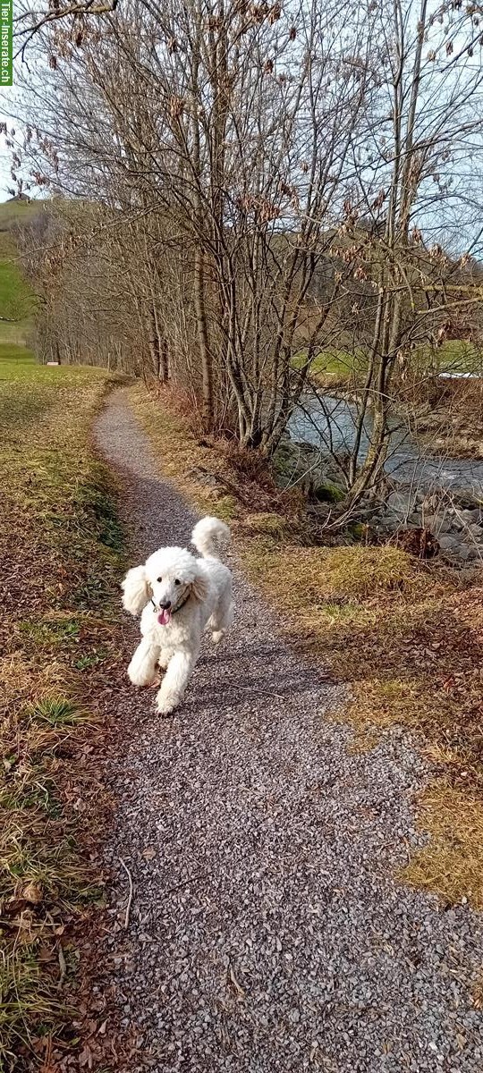 Bild 2: Wunderschöner Königspudel Deckrüde, kein Verkauf!