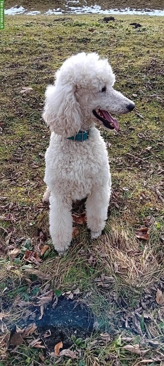 Bild 3: Wunderschöner Königspudel Deckrüde, kein Verkauf!