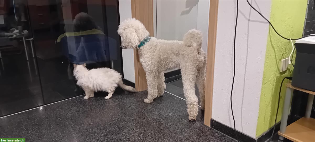 Bild 4: Wunderschöner Königspudel Deckrüde, kein Verkauf!