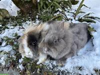 Löwenkopf-Zwergkaninchen Mutter & Tochter aus Hobbyzucht