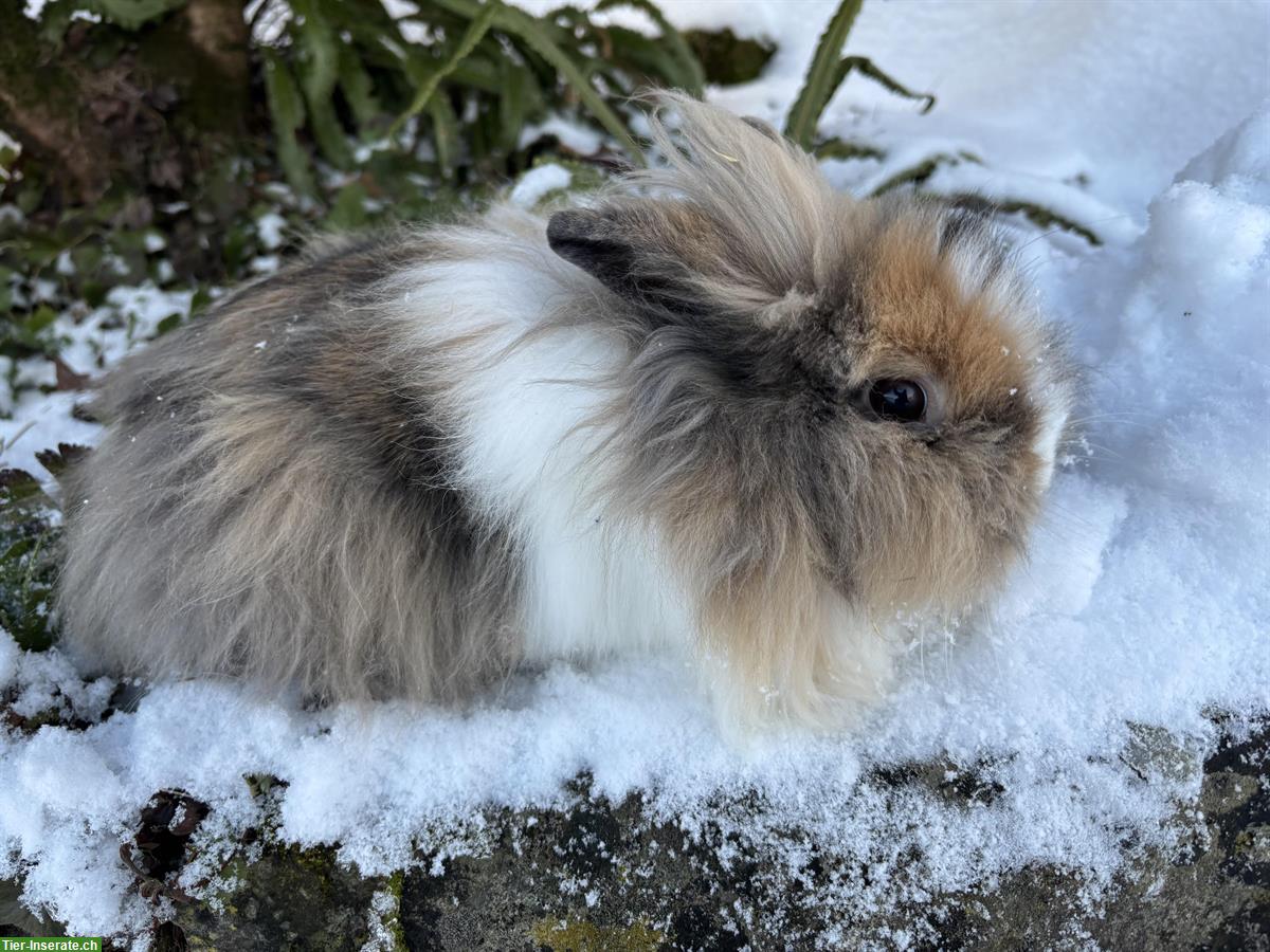 Bild 3: Löwenkopf-Zwergkaninchen Mutter & Tochter