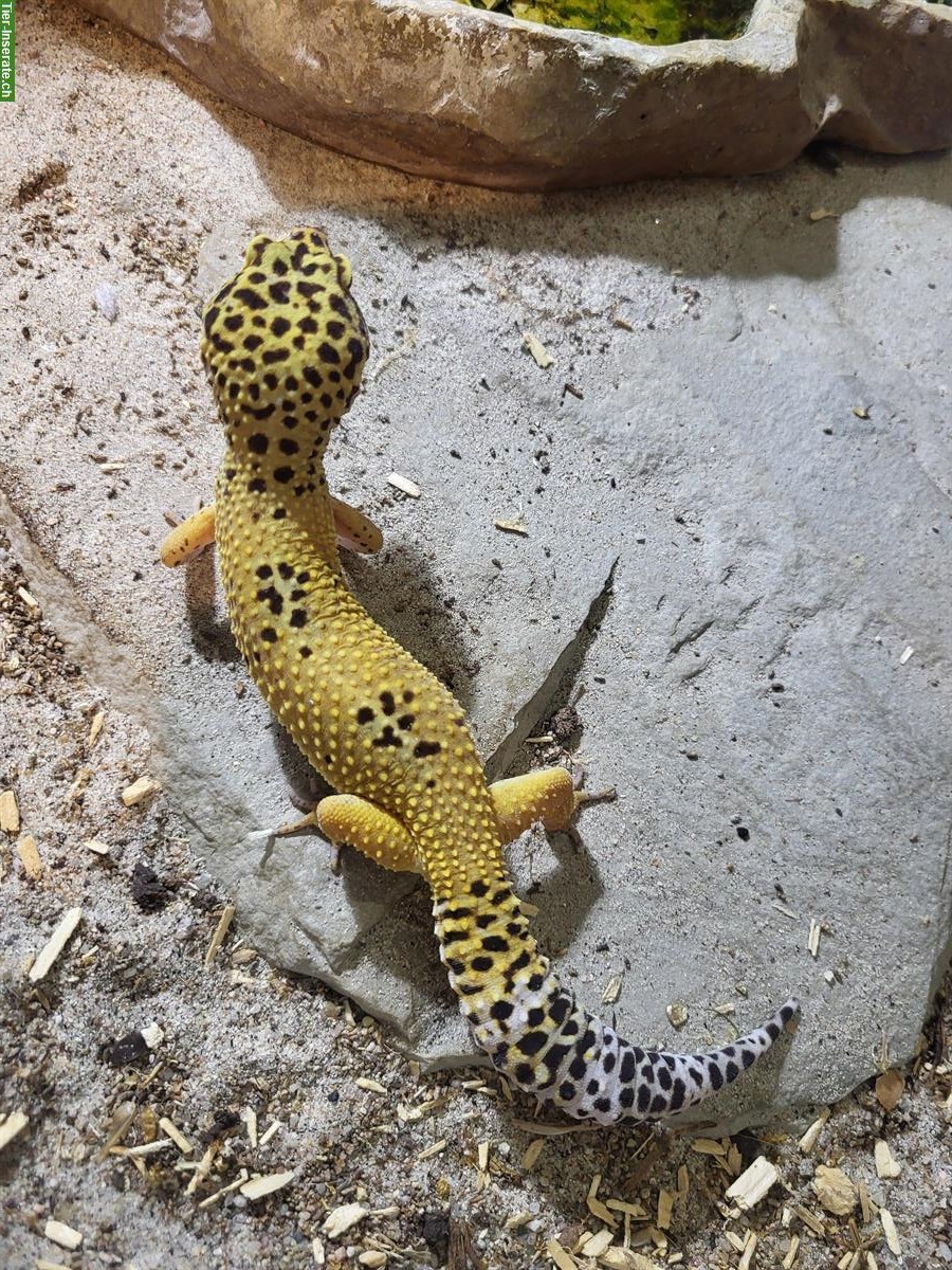 1.3 Leopardgecko Gruppe, ca. 3-jährig