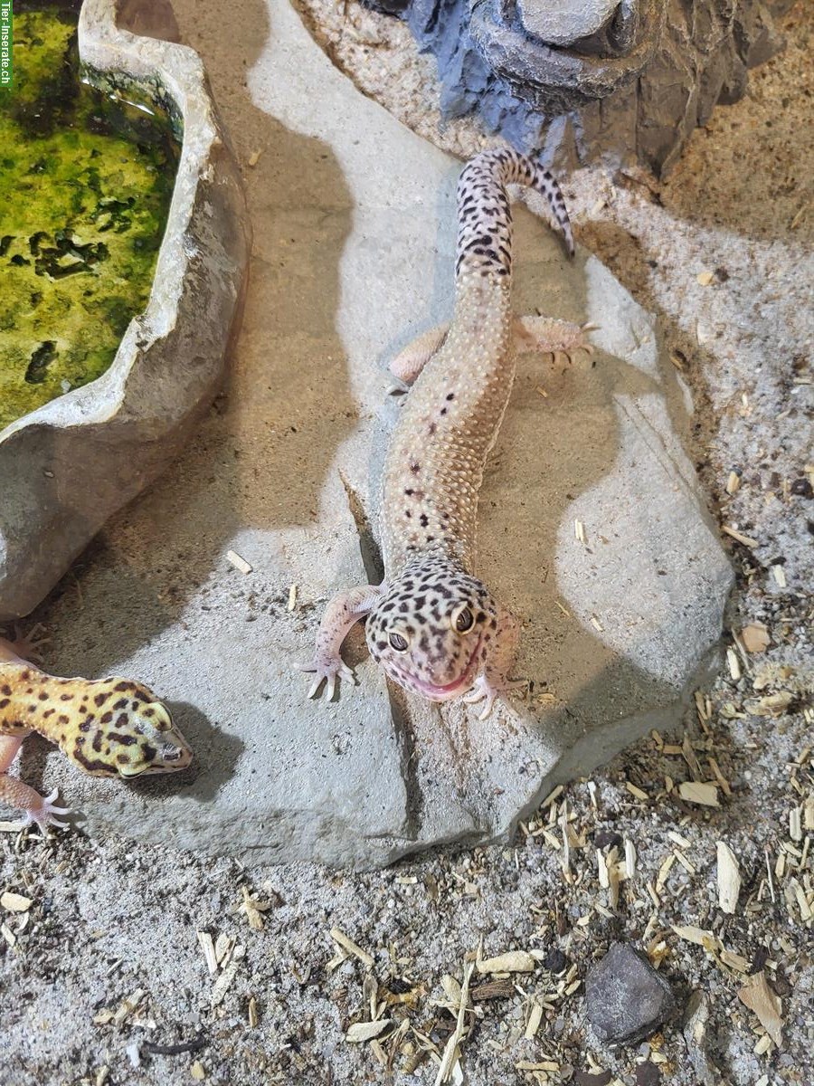 Bild 2: 1.3 Leopardgecko Gruppe, ca. 3-jährig