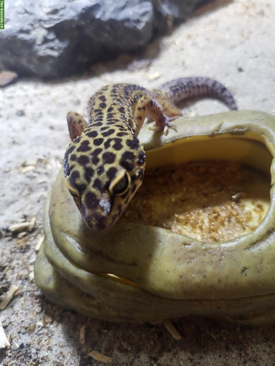 Bild 3: 1.3 Leopardgecko Gruppe, ca. 3-jährig