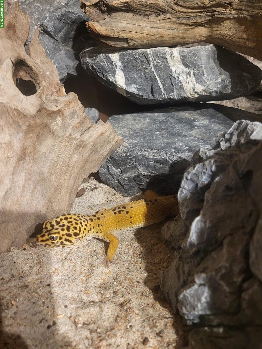 Bild 4: 1.3 Leopardgecko Gruppe, ca. 3-jährig