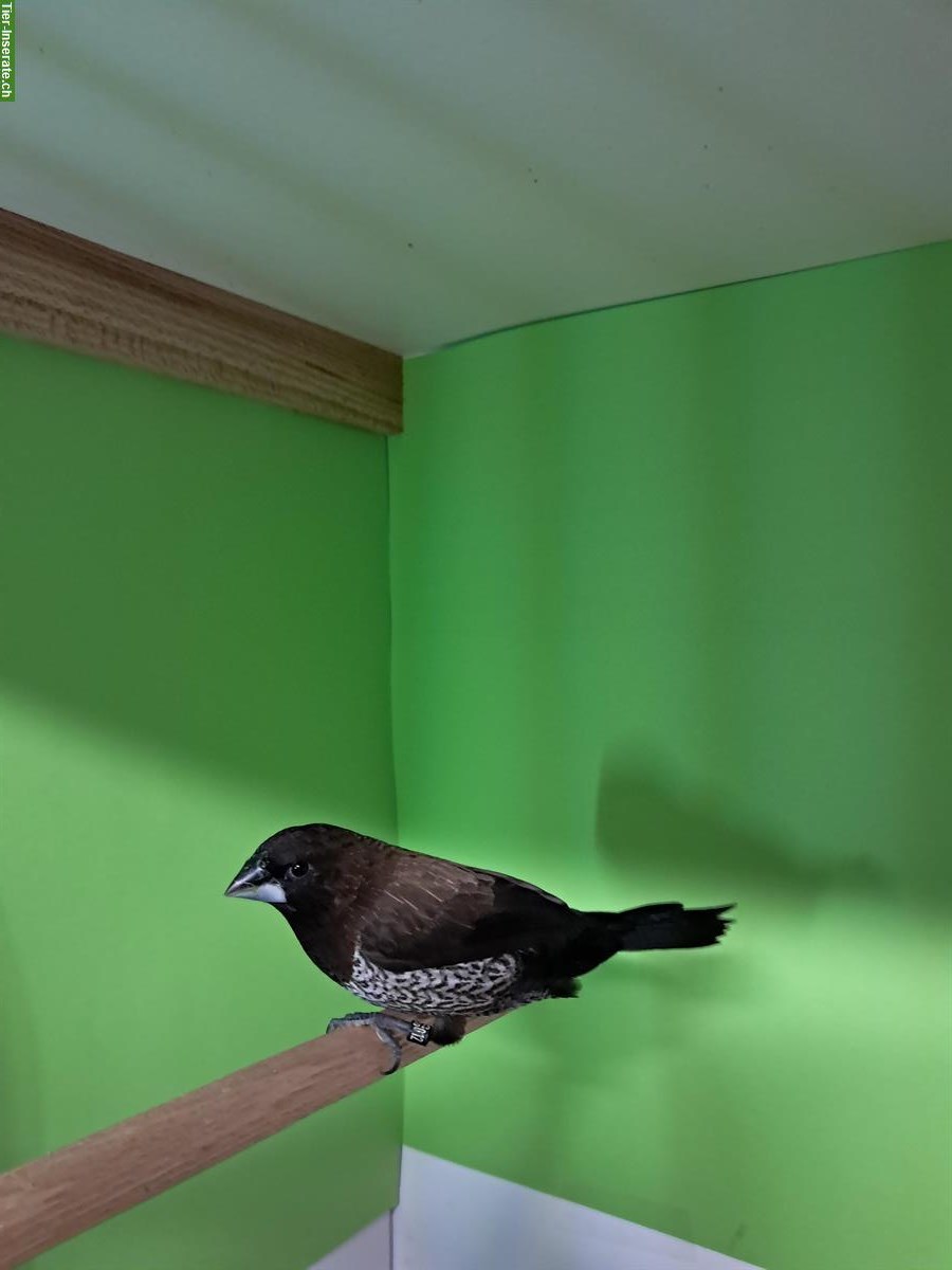 Japanische Mövchen 2025, schwarzbraun & schwarzgrau