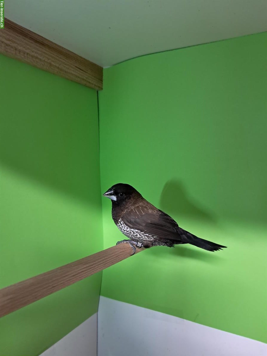 Bild 2: Japanische Mövchen 2025, schwarzbraun & schwarzgrau