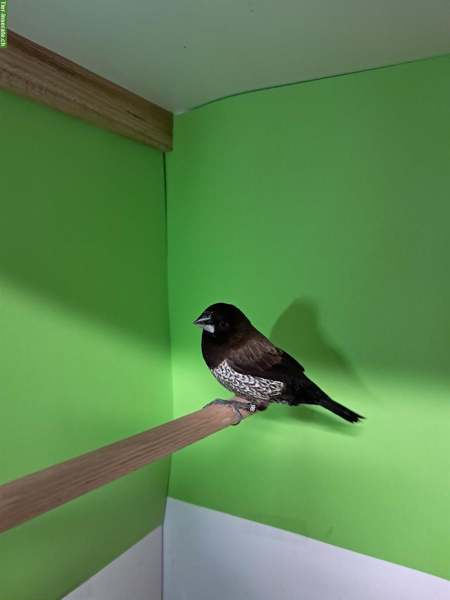 Bild 3: Japanische Mövchen 2025, schwarzbraun & schwarzgrau