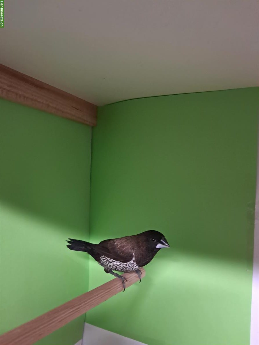 Bild 4: Japanische Mövchen 2025, schwarzbraun & schwarzgrau