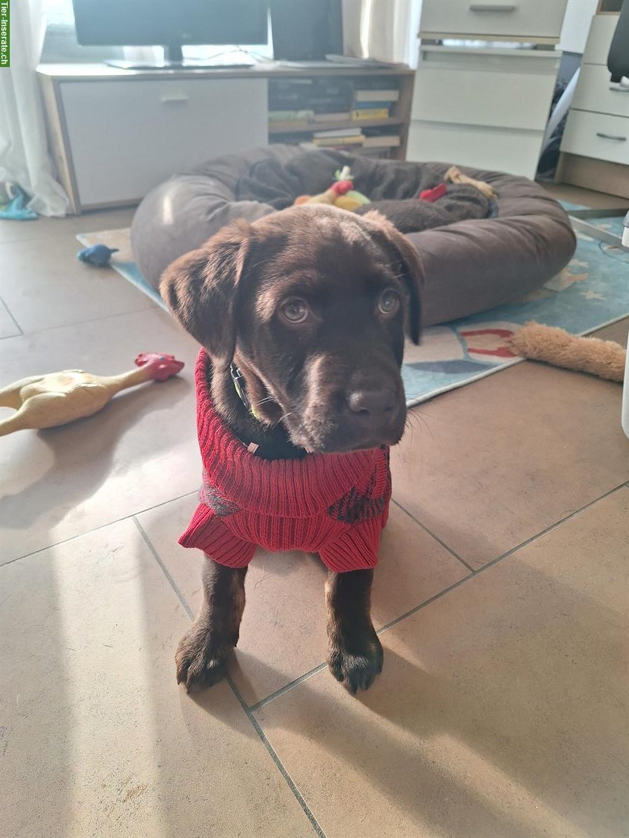 Reinrassiger Labrador Welpe brown and tan