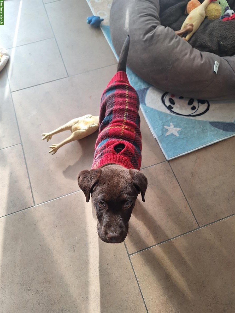 Bild 2: Reinrassiger Labrador Welpe brown and tan