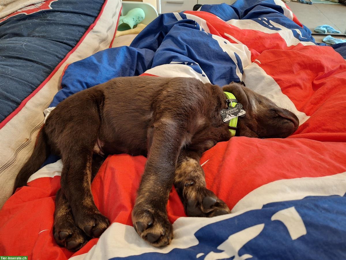 Bild 3: Reinrassiger Labrador Welpe brown and tan