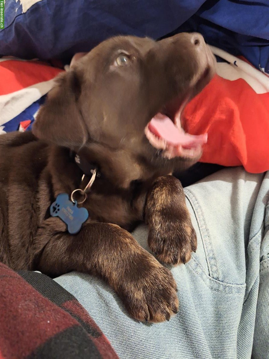 Bild 4: Reinrassiger Labrador Welpe brown and tan
