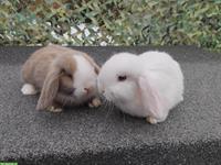 Minilop - Zwergwidder Männchen und Weibchen