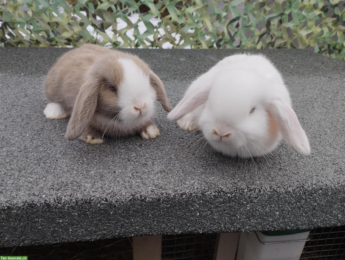 Bild 2: Minilop - Zwergwidder Männchen und Weibchen