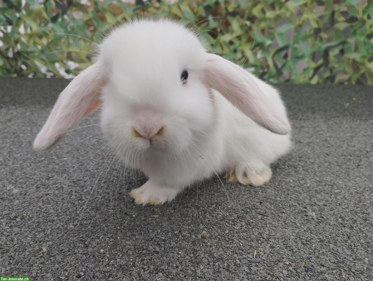 Bild 3: Minilop - Zwergwidder Männchen und Weibchen