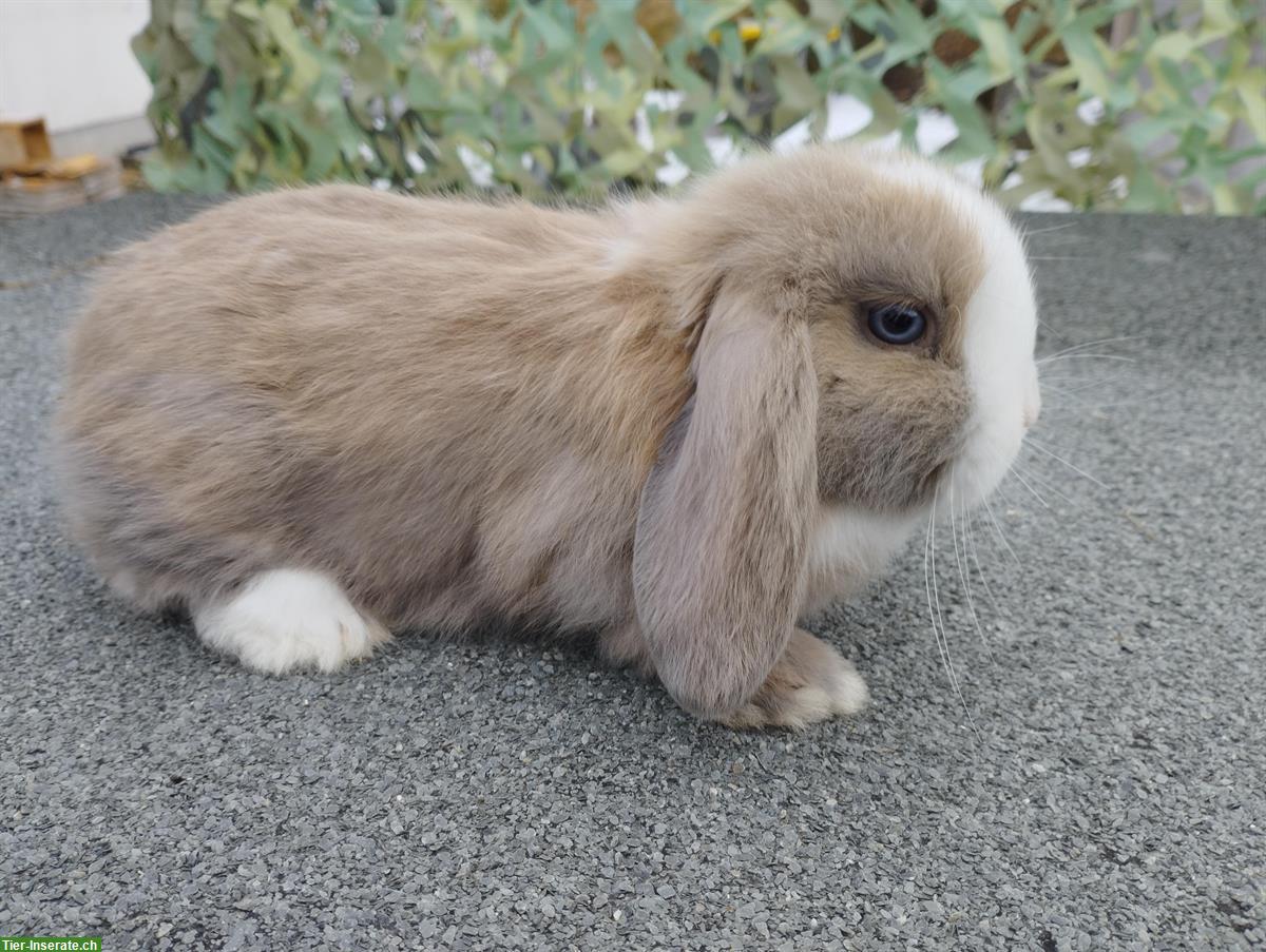 Bild 4: Minilop - Zwergwidder Männchen und Weibchen