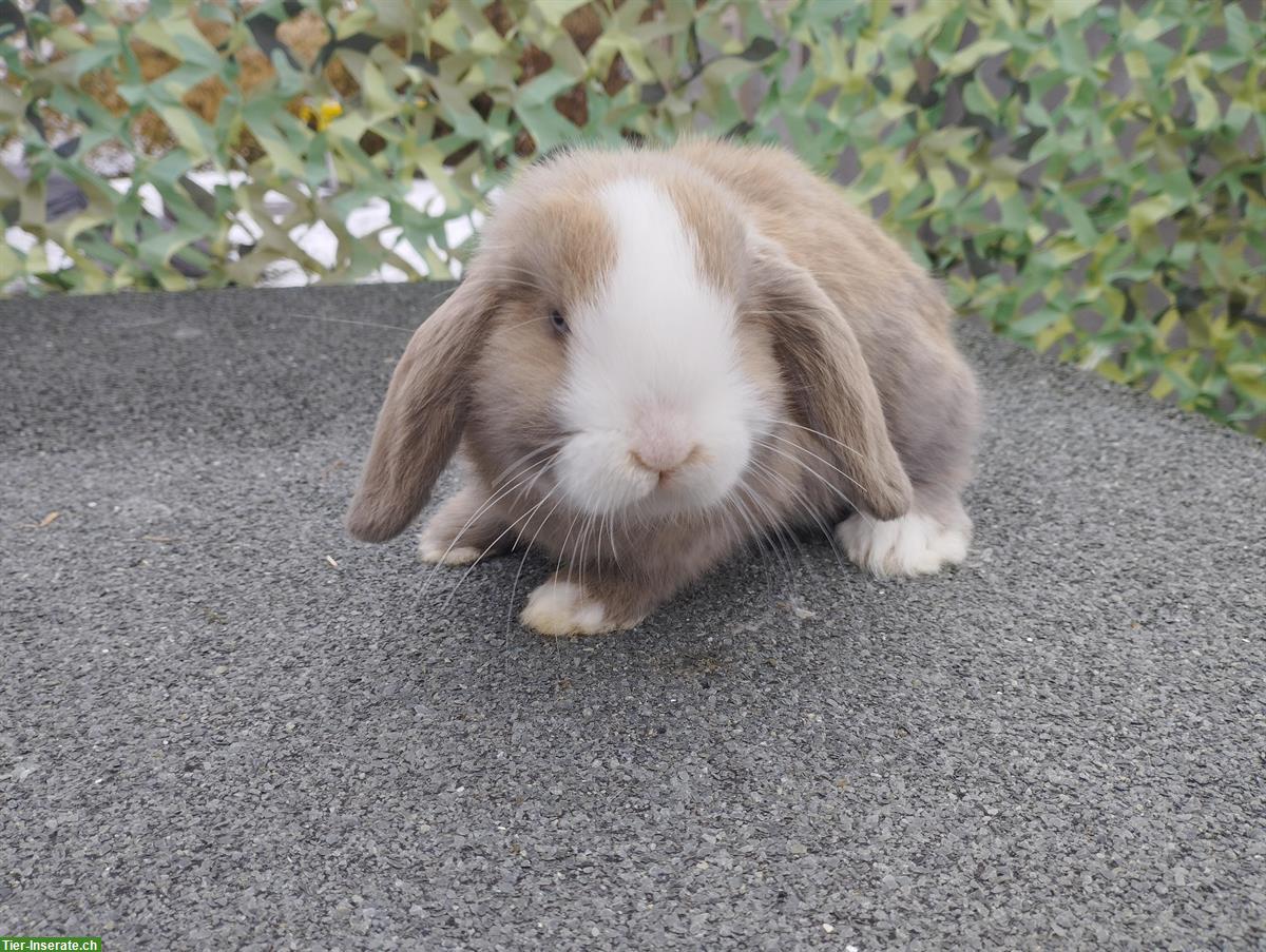 Bild 5: Minilop - Zwergwidder Männchen und Weibchen