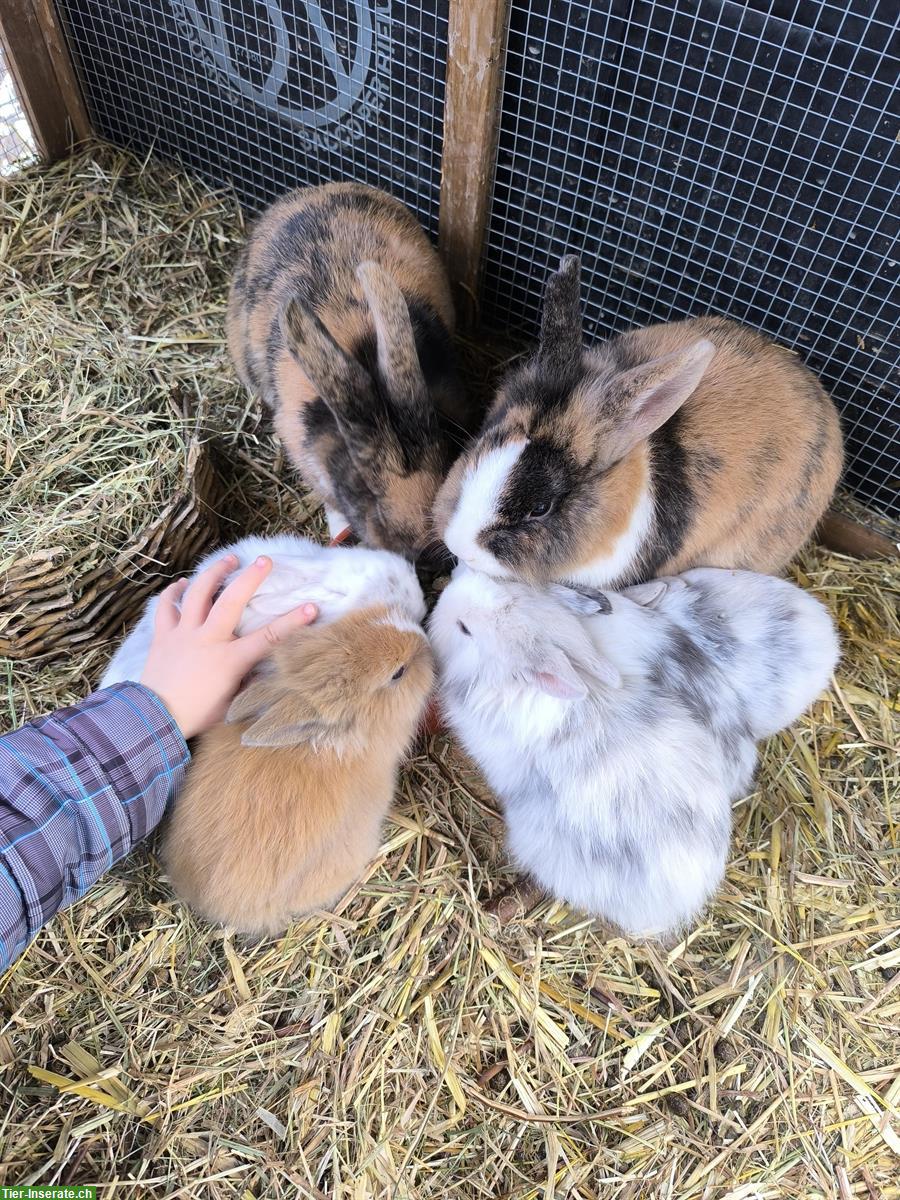 Löwenköpfchen Zwergkaninchen suchen ein Zuhause