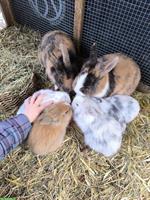 Löwenköpfchen Zwergkaninchen suchen ein Zuhause