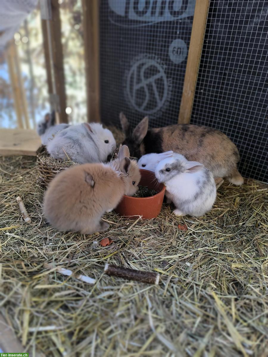 Bild 10: Löwenköpfchen Zwergkaninchen suchen ein Zuhause
