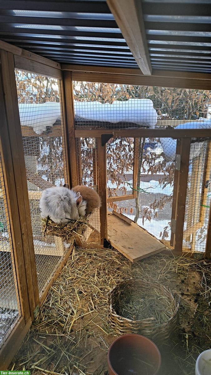Bild 2: Löwenköpfchen Zwergkaninchen suchen ein Zuhause