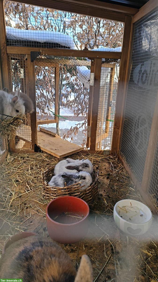 Bild 3: Löwenköpfchen Zwergkaninchen suchen ein Zuhause