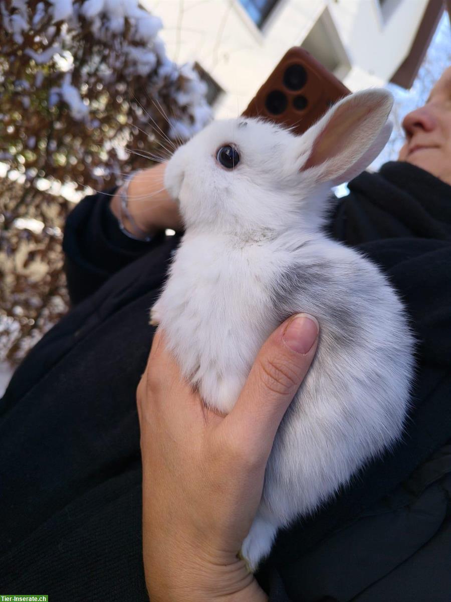 Bild 4: Löwenköpfchen Zwergkaninchen suchen ein Zuhause