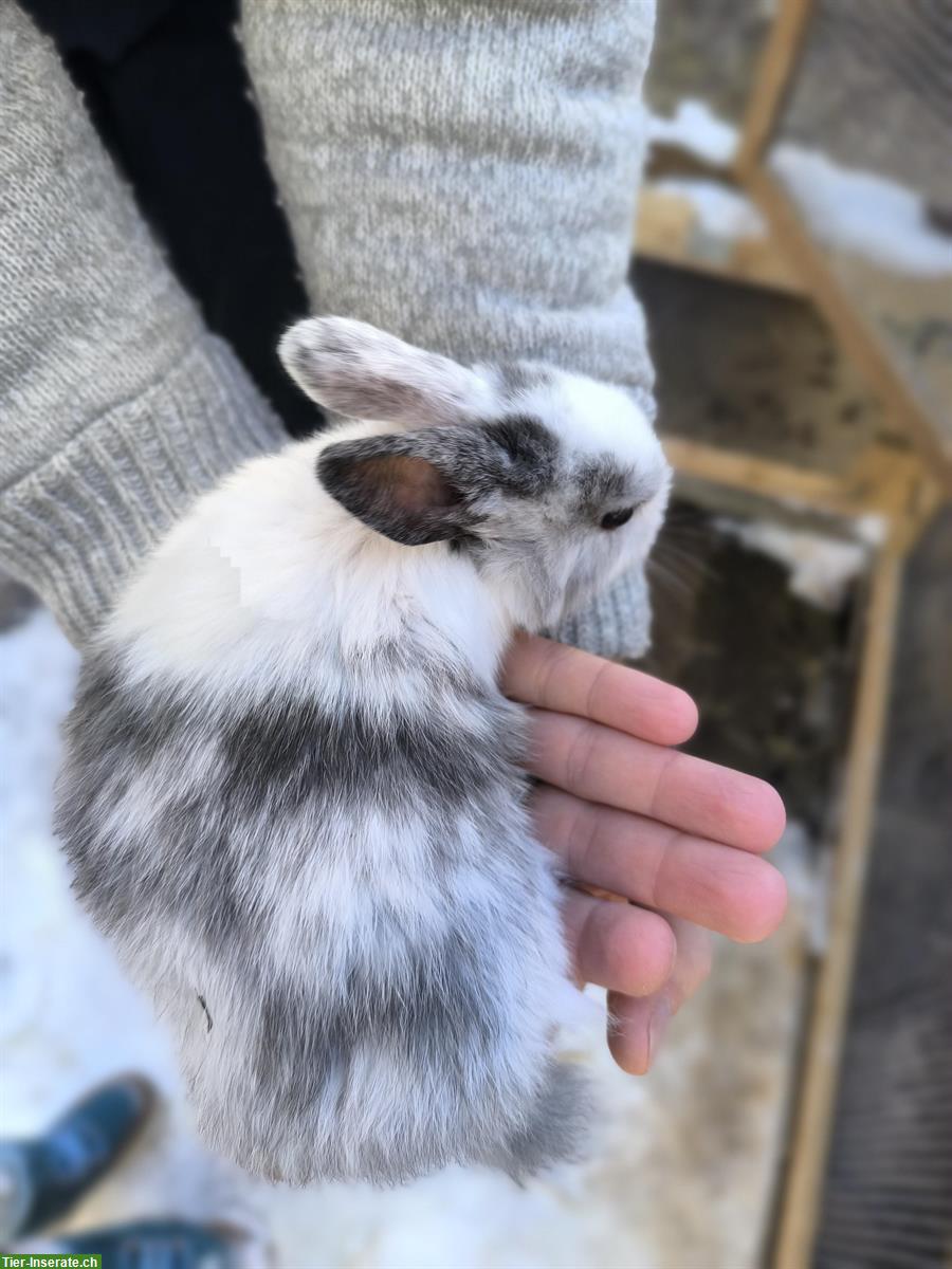 Bild 5: Löwenköpfchen Zwergkaninchen suchen ein Zuhause