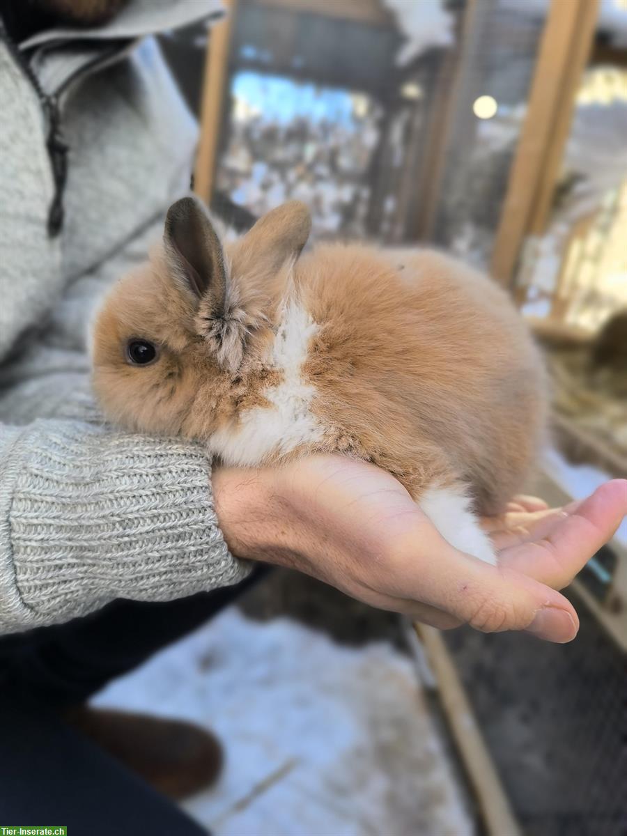Bild 6: Löwenköpfchen Zwergkaninchen suchen ein Zuhause