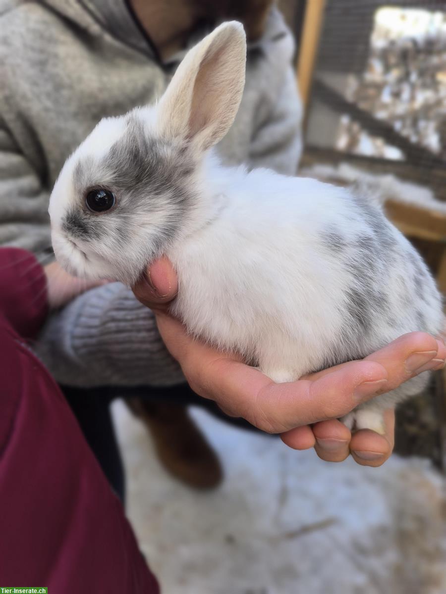 Bild 7: Löwenköpfchen Zwergkaninchen suchen ein Zuhause