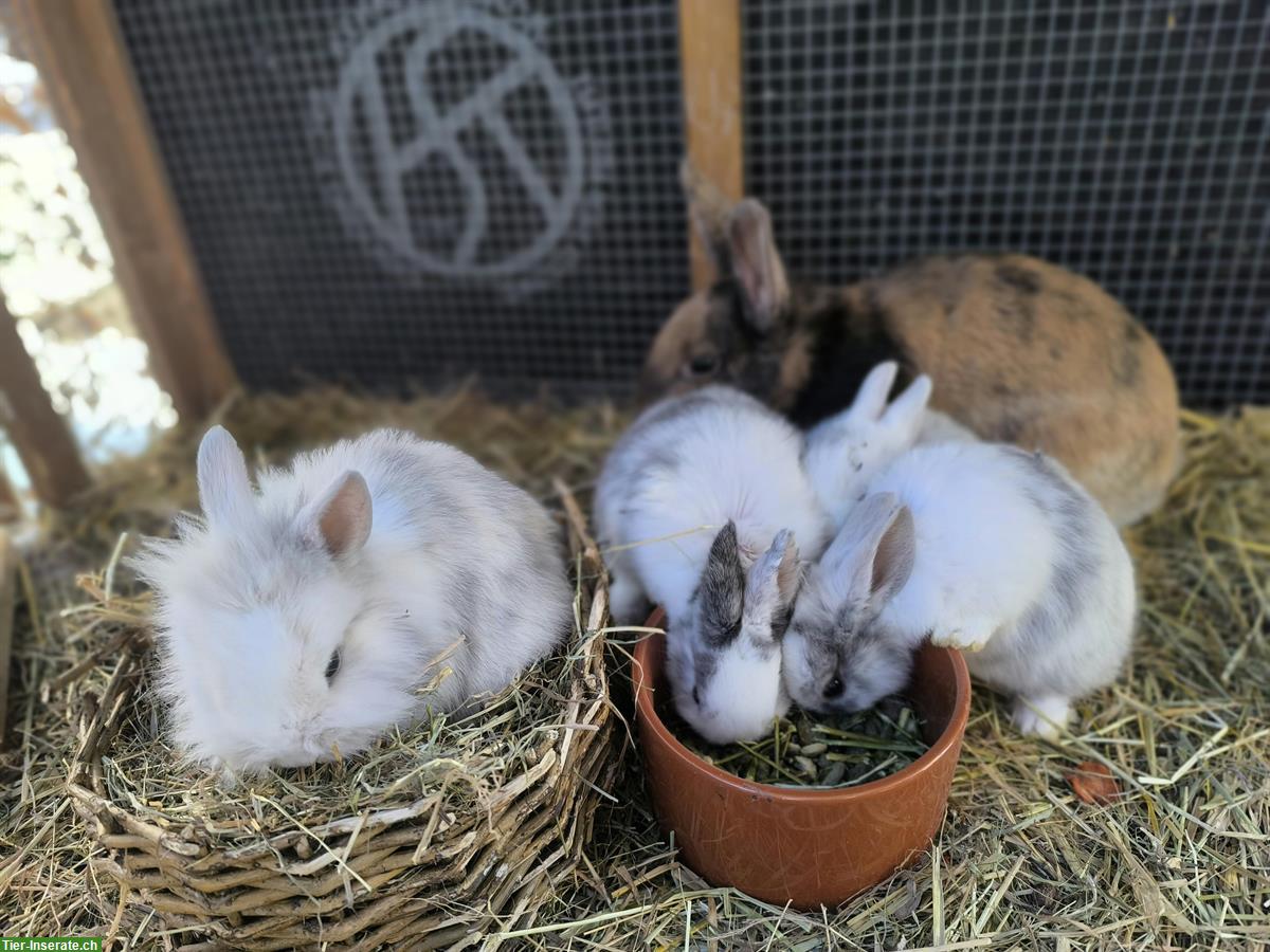 Bild 8: Löwenköpfchen Zwergkaninchen suchen ein Zuhause