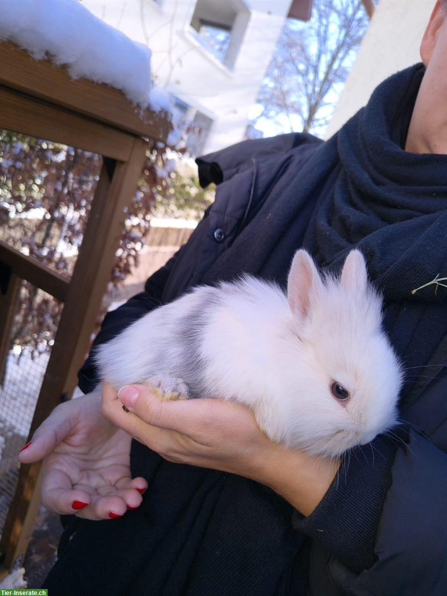 Bild 9: Löwenköpfchen Zwergkaninchen suchen ein Zuhause