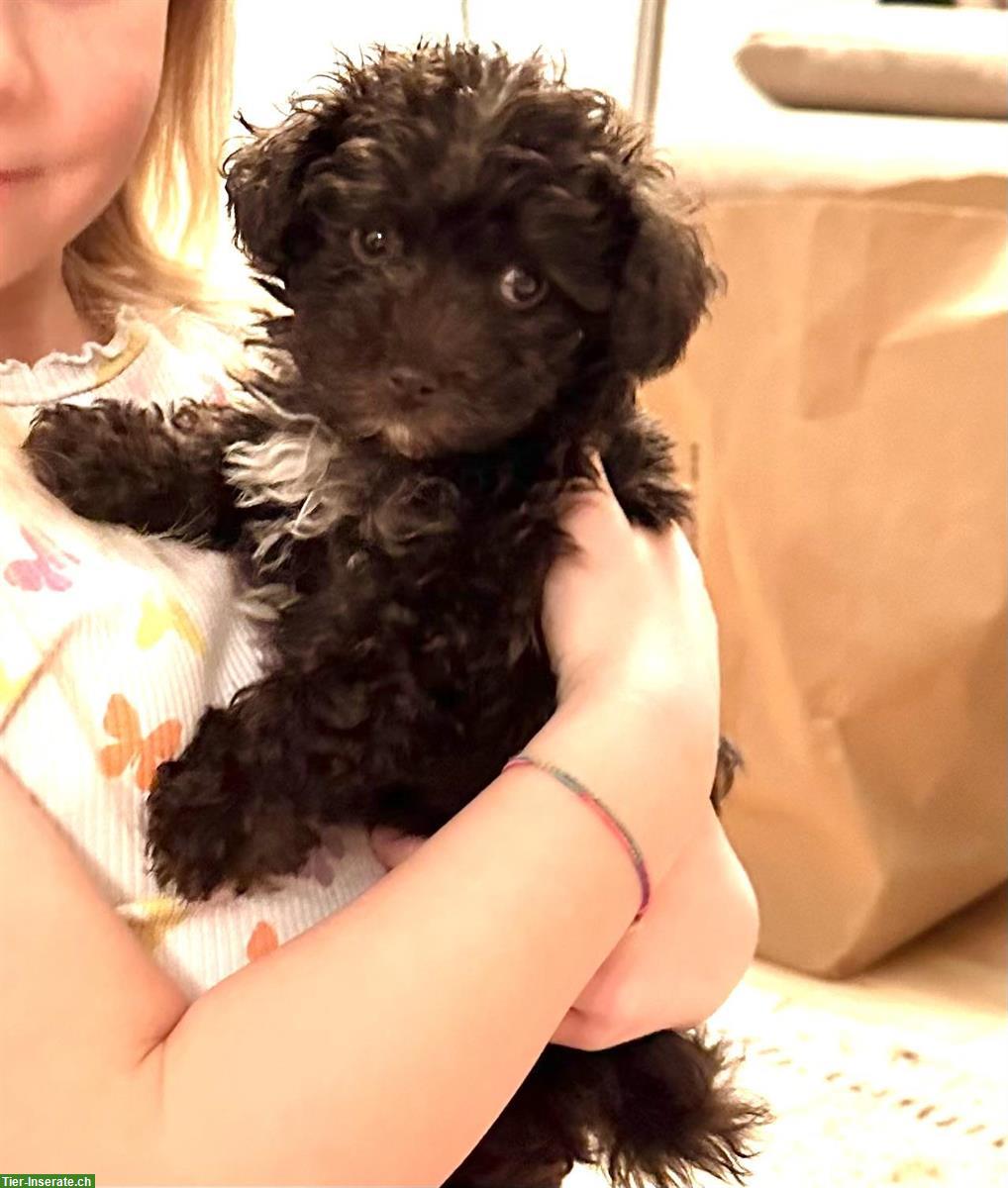 Maltipoo Welpe, Hündin, dark chocolate