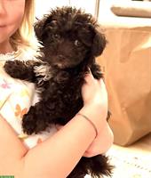 Maltipoo Welpe, Hündin, dark chocolate