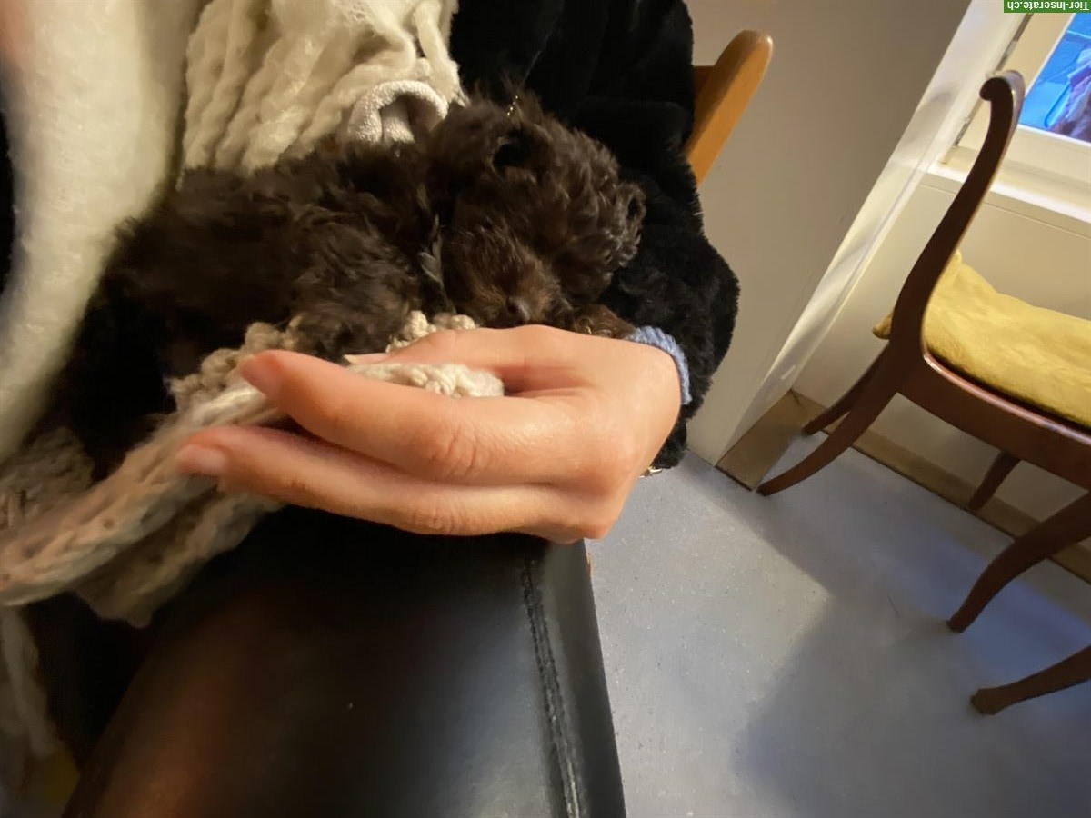 Bild 2: Maltipoo Welpe, Hündin, dark chocolate