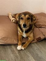 Hündin Niuscha - lustig und wachsam